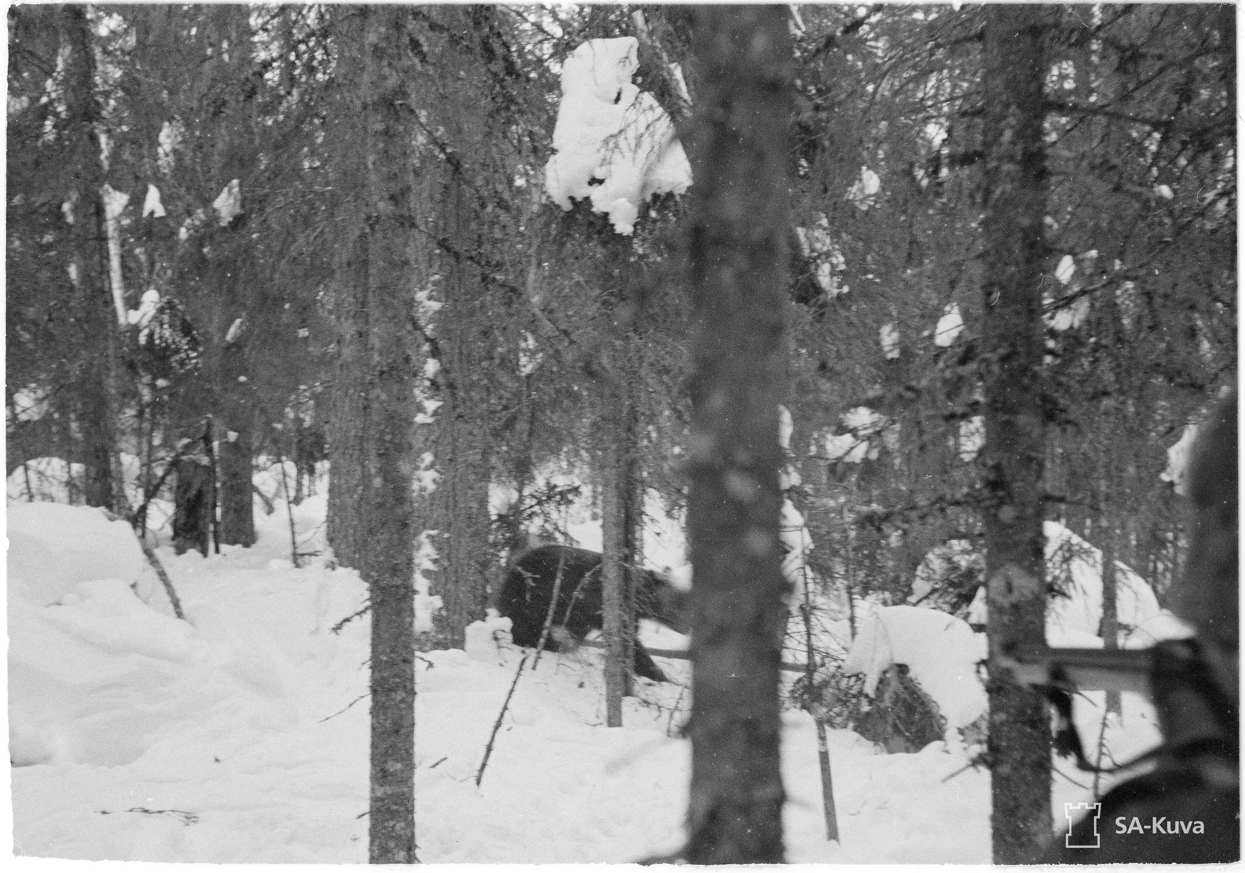 Chasse a l'ours au M39 en Finlande (le 31 Mars 1944) Sakuva_lg_144842