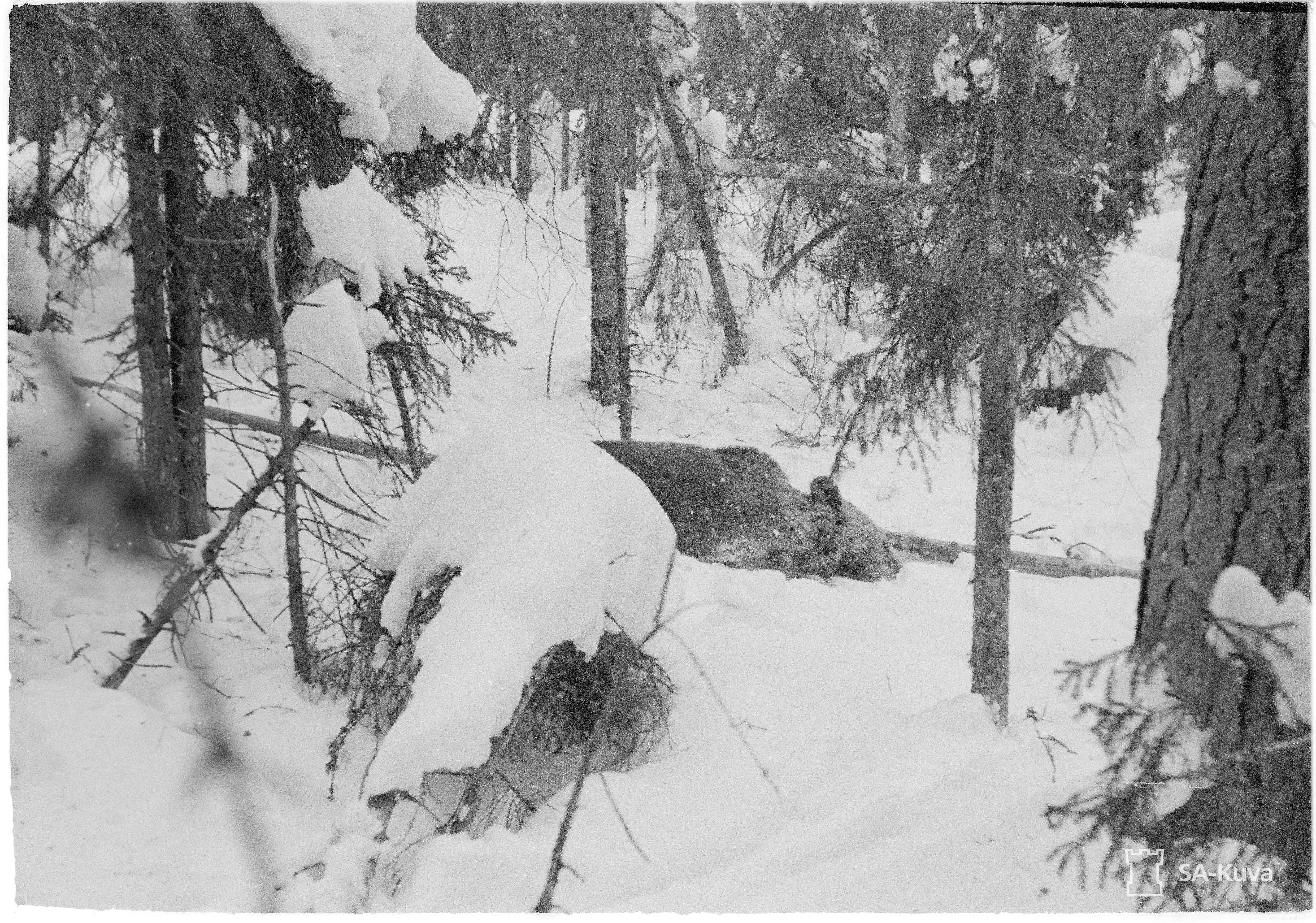 Chasse a l'ours au M39 en Finlande (le 31 Mars 1944) Sakuva_lg_144843