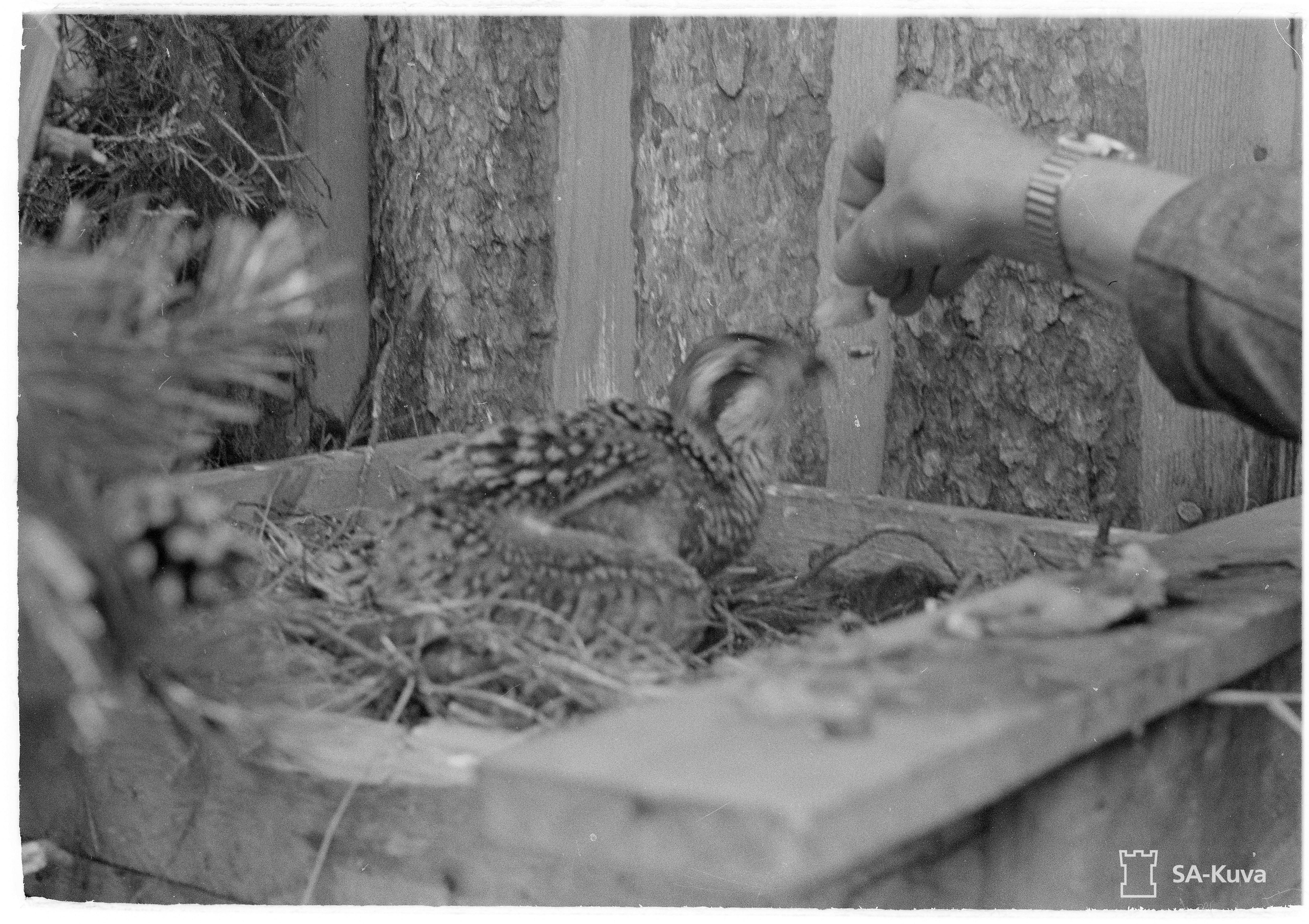 Miten saada anaaliseksiä ensimmäistä kertaa video