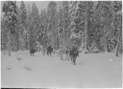 Hiihtopartio metsässä Venäjän rajalla Lieksan suunalla. (Inari.)