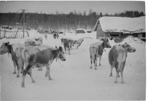 Kiteen evakuontia