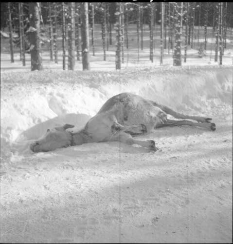 Lehmiä maantiellä Rautjärvellä.