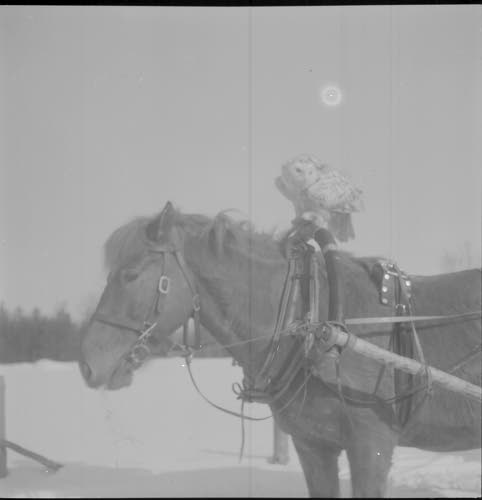 "Rauhan huuhkaja" sotilaskuormastossa Rautjärvellä.
