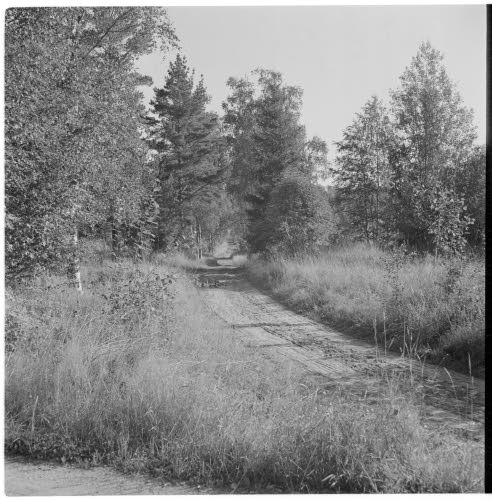Ruokosuo viime o:sta 800 m itään tienhaara. Korpelan kartanoon johtava tie, jota ryssä käytti vetäytyessään Viipurista.