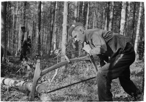 Metsätyöpiste Jaalassa, sotavankeja metsätöissä.
