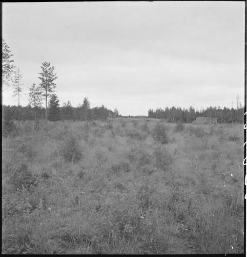 Entistä murrokkoa sisäänmurtokohdan luona. Taustalla Luukkolan kivinavetan rauniot. Kuvattu Leinosen talosta Turkki ja Salolammille johtavalta polulta n. 100 m talosta Turkkilammelle päin.