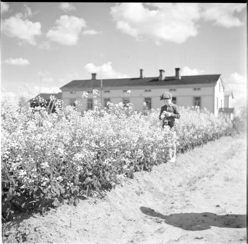 Eskolla on onnistunut lantunsiemenviljelys.