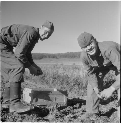 Ryssäläisiä vankeja perunannosto töissä Tjusterbyn kartanon mailla.