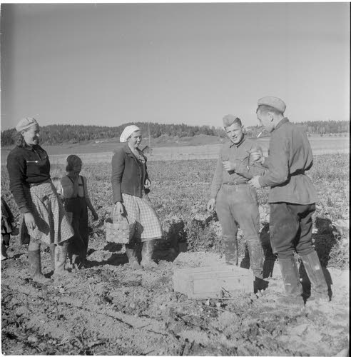 Ryssäläisiä vankeja perunannosto töissä Tjusterbyn kartanon mailla.
