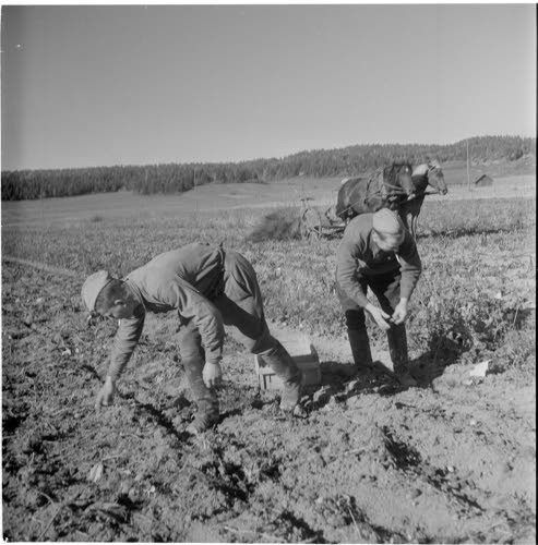 Ryssäläisiä vankeja perunannosto töissä Tjusterbyn kartanon mailla.
