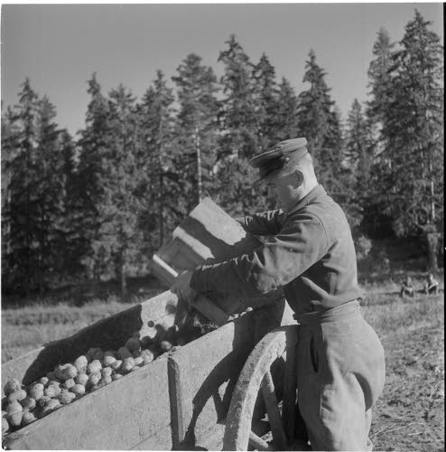 Ryssäläisiä vankeja perunannosto töissä Tjusterbyn kartanon mailla.