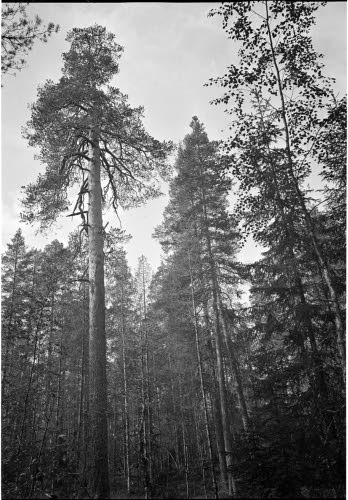 Korpimänty Ägläjärven-Vegarusjoen välillä metsässä.