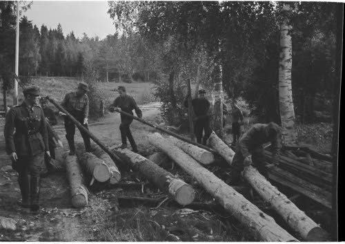 Siltaparruja katkaistaan ja kuoritaan.