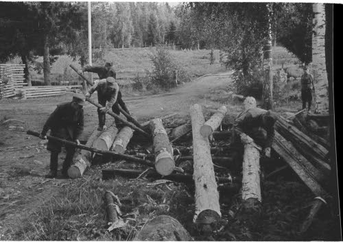 Siltaparruja katkaistaan ja kuoritaan.