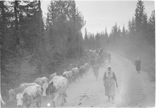 Ruokolahtelaisia evakkoja Juvan tienoilla
