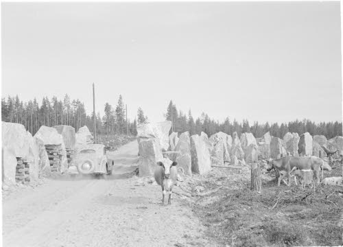 Nurmijärven HV-esteitä. Esteet estävät lehmien kulkemisen.