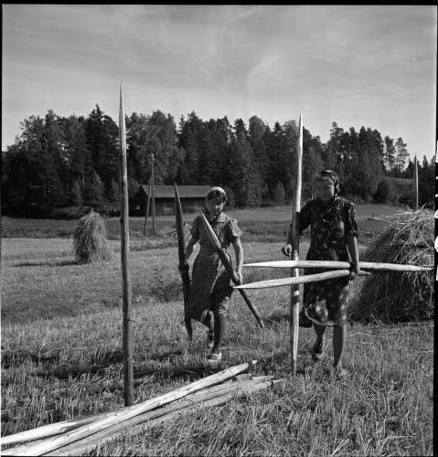 Sally Salminen elonkorjuutyössä