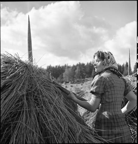 Sally Salminen elonkorjuutyössä yksin