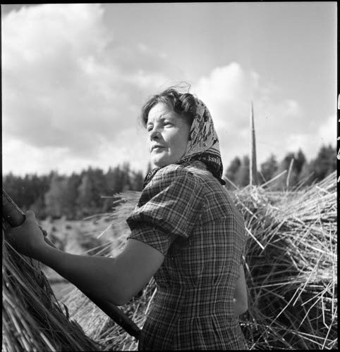 Sally Salminen elonkorjuutyössä yksin