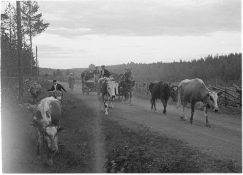 Evakuoitua karjaa