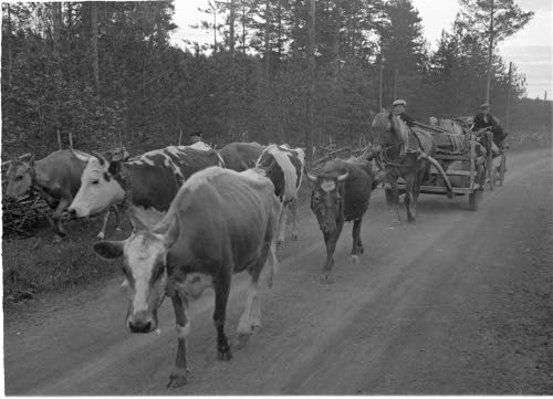 Evakuoitua karjaa