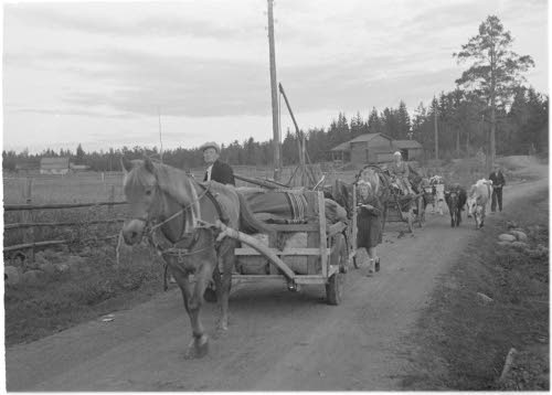 Evakuoitua karjaa
