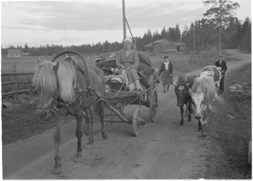 Evakuoitua karjaa