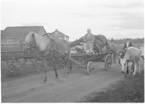 Evakuoitua karjaa