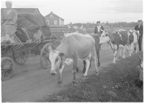 Evakuoitua karjaa