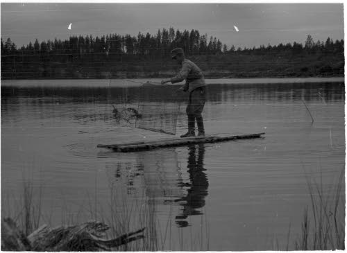 Vaikka muona on hyvää, niin vaihtelu virkistää ja siksi korpijärvistä on mukava narrita ahvenia katiskaan ja savustettavaksi, vaikka "vene" onkin alkuperäinen.